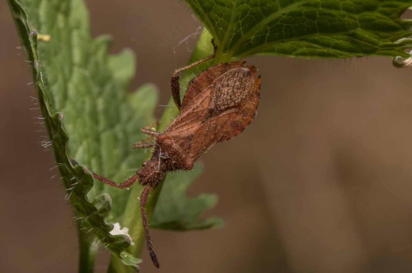 2020-04-26 - NSG Hafen Herten