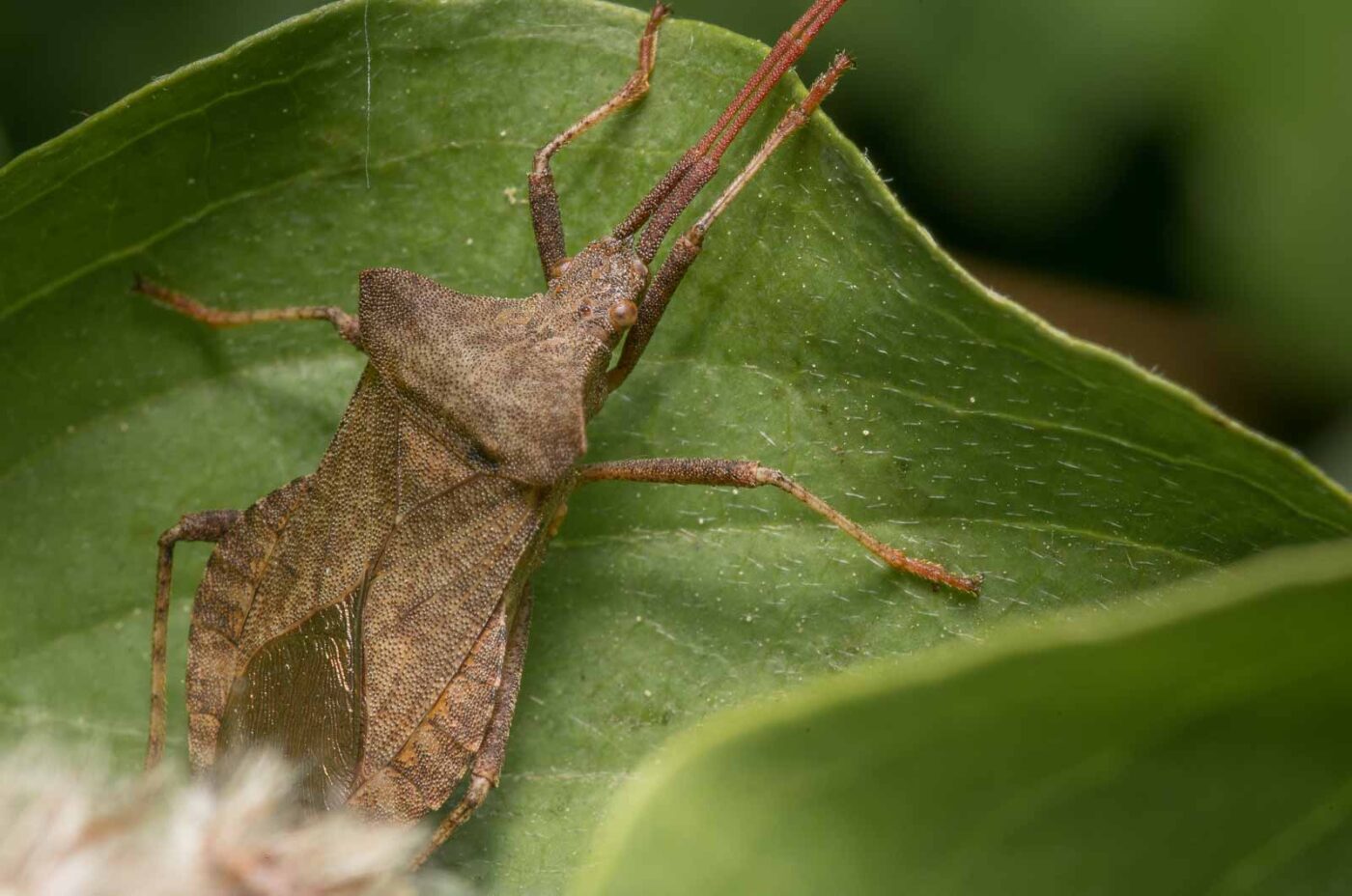 2020-04-26 - NSG Hafen Herten