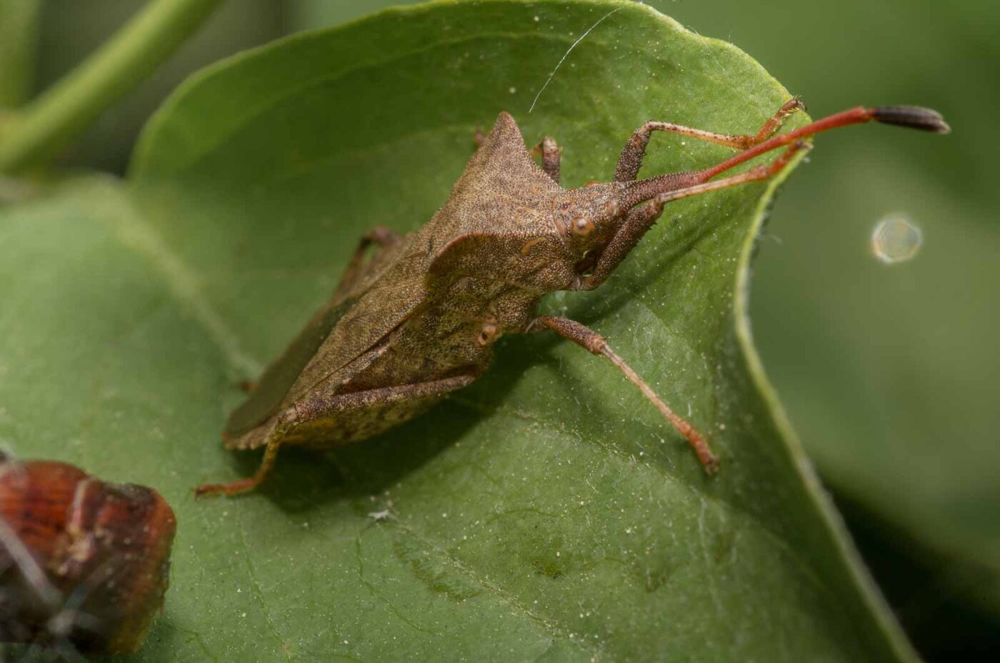 2020-04-26 - NSG Hafen Herten