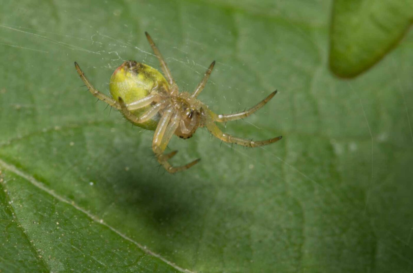 2020-04-26 - NSG Hafen Herten