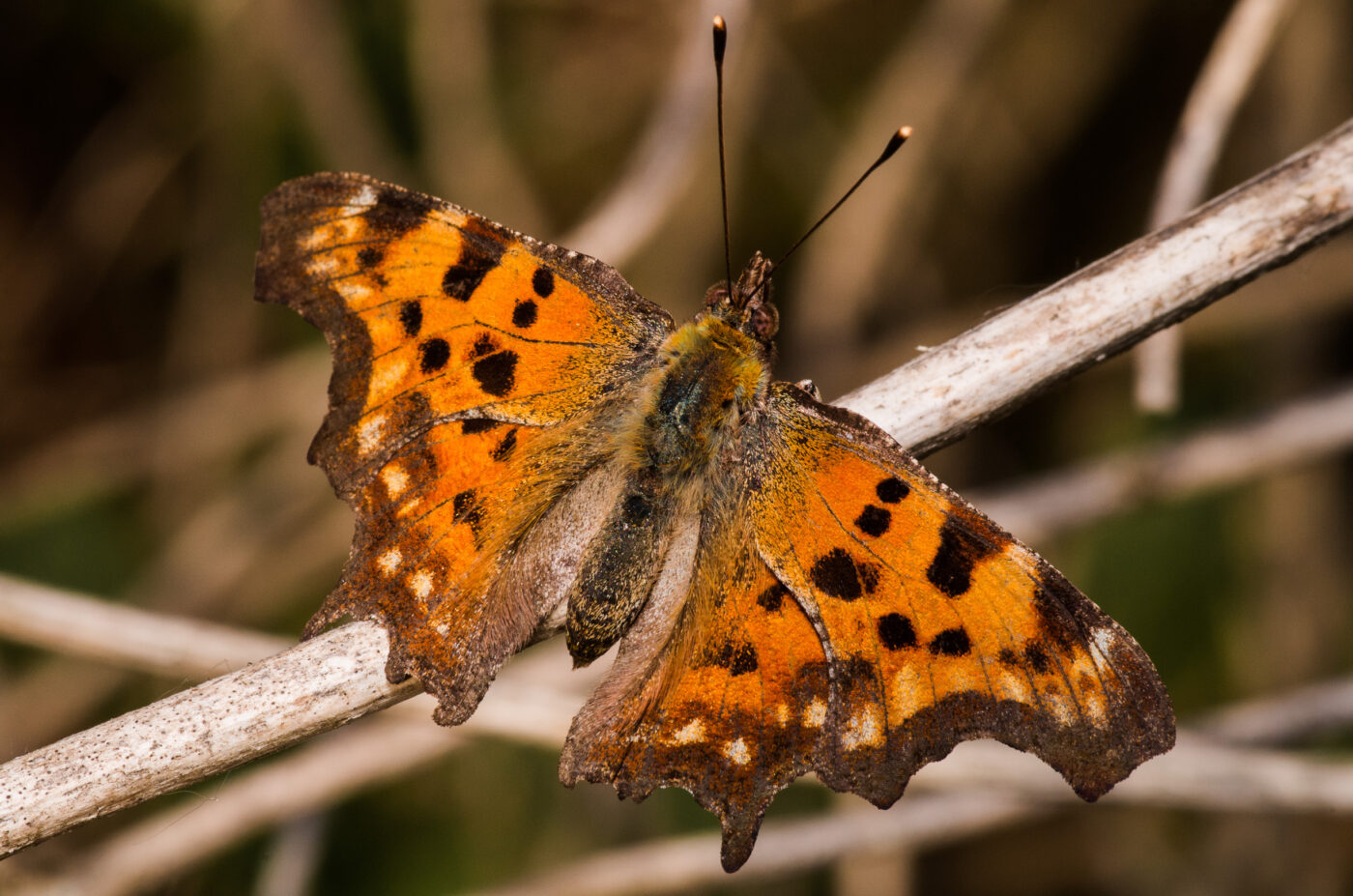 2018-09-27 - NSG Bergehalde Unser-Fritz