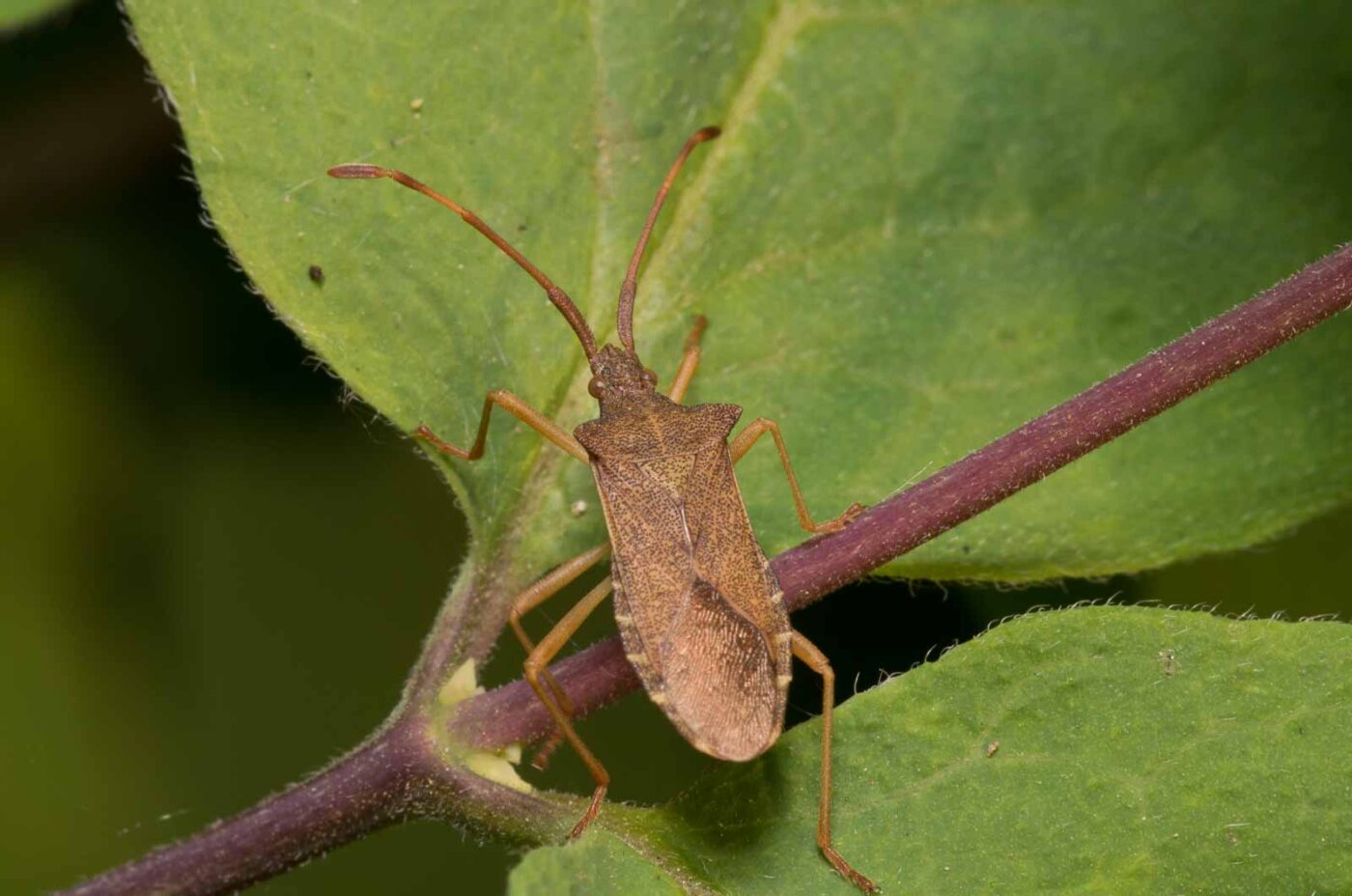 2018-09-27 - NSG Bergehalde Unser-Fritz