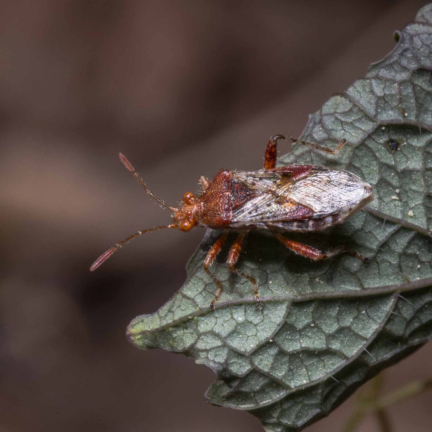 2020-04-27 - NSG Hafen Herten