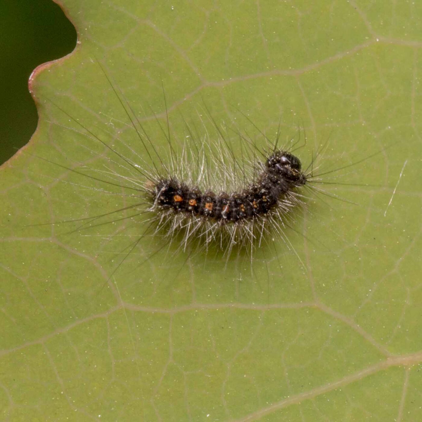 2020-04-27 - NSG Hafen Herten