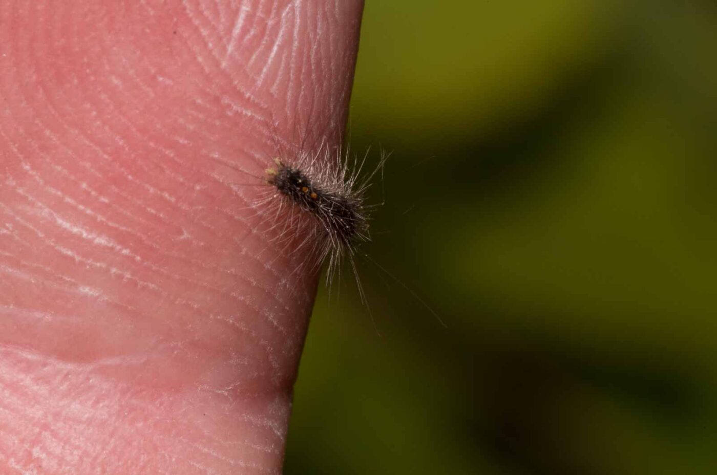 2020-04-27 - NSG Hafen Herten