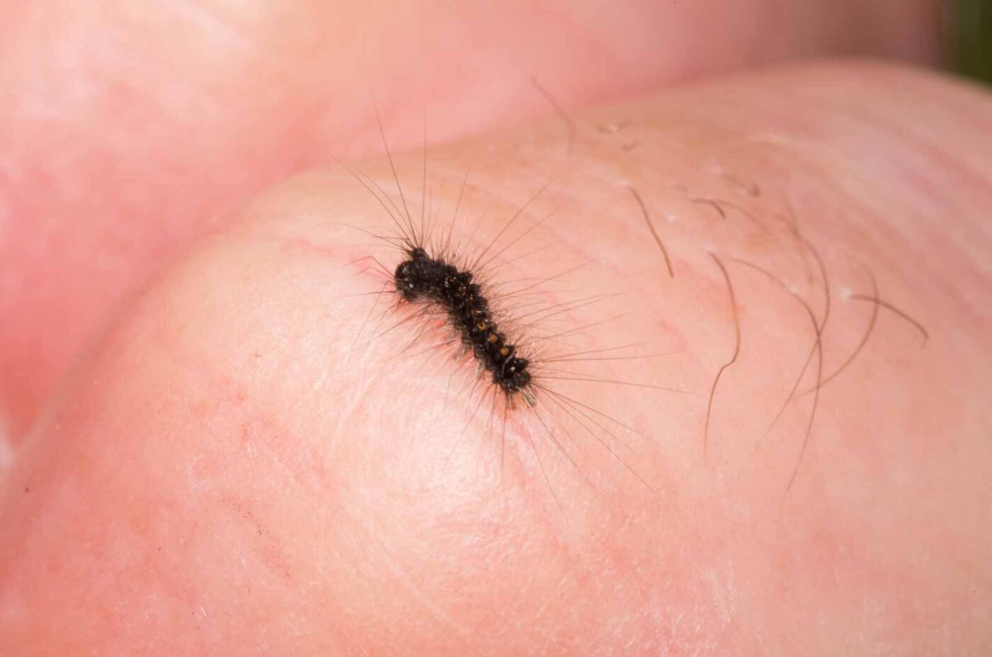 2020-04-27 - NSG Hafen Herten