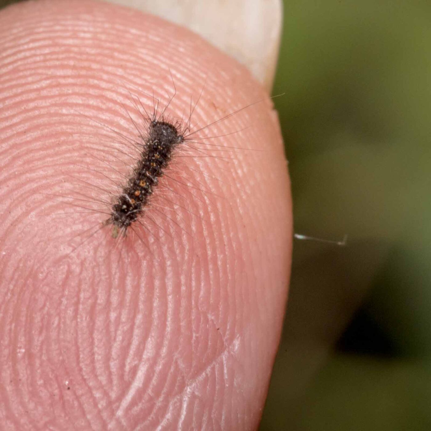 2020-04-27 - NSG Hafen Herten