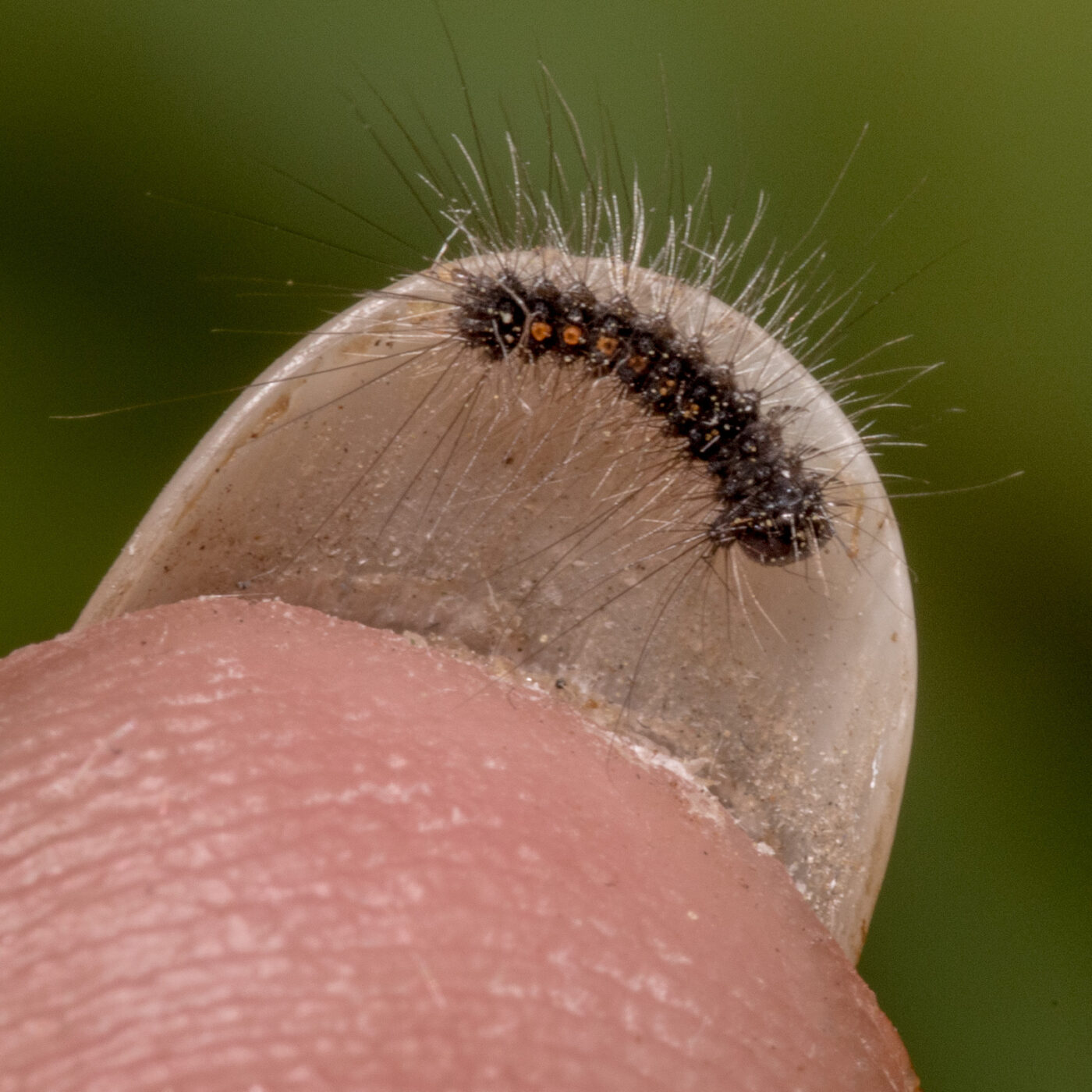 2020-04-27 - NSG Hafen Herten