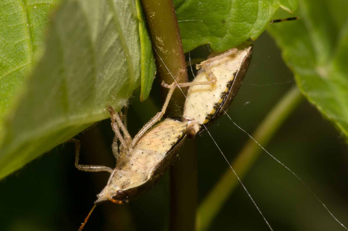 2020-04-27 - NSG Hafen Herten