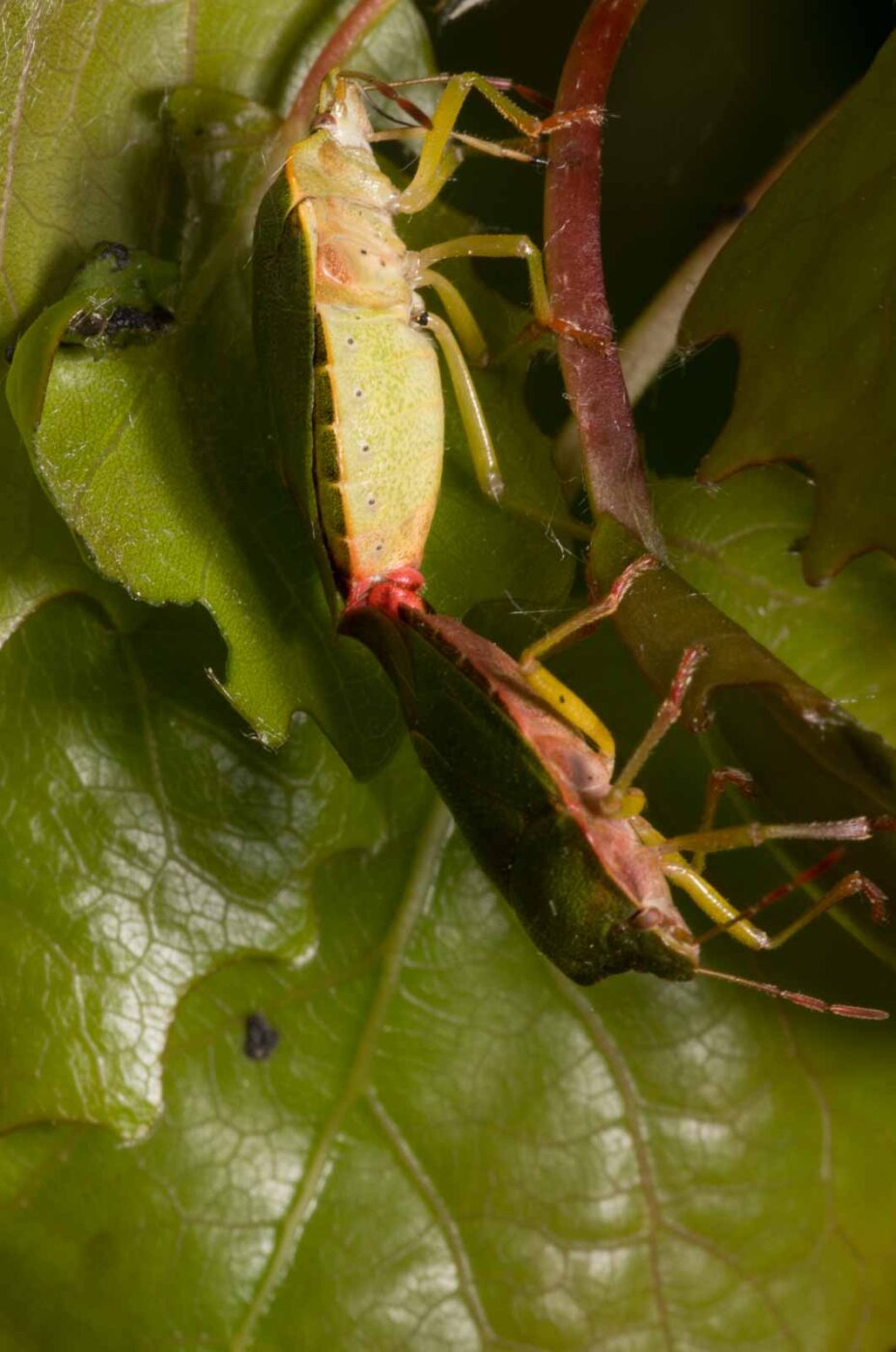 2020-04-27 - NSG Hafen Herten