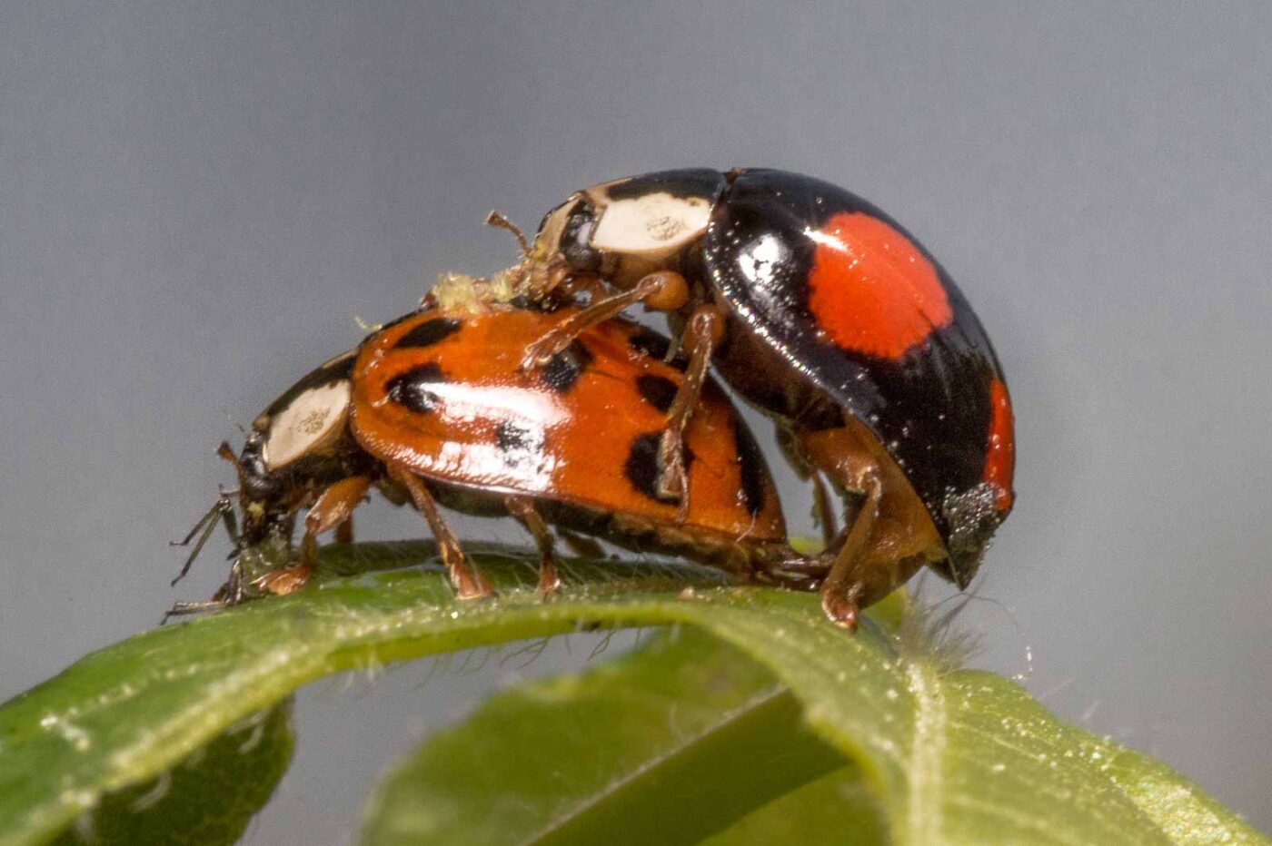 2020-04-27 - NSG Hafen Herten