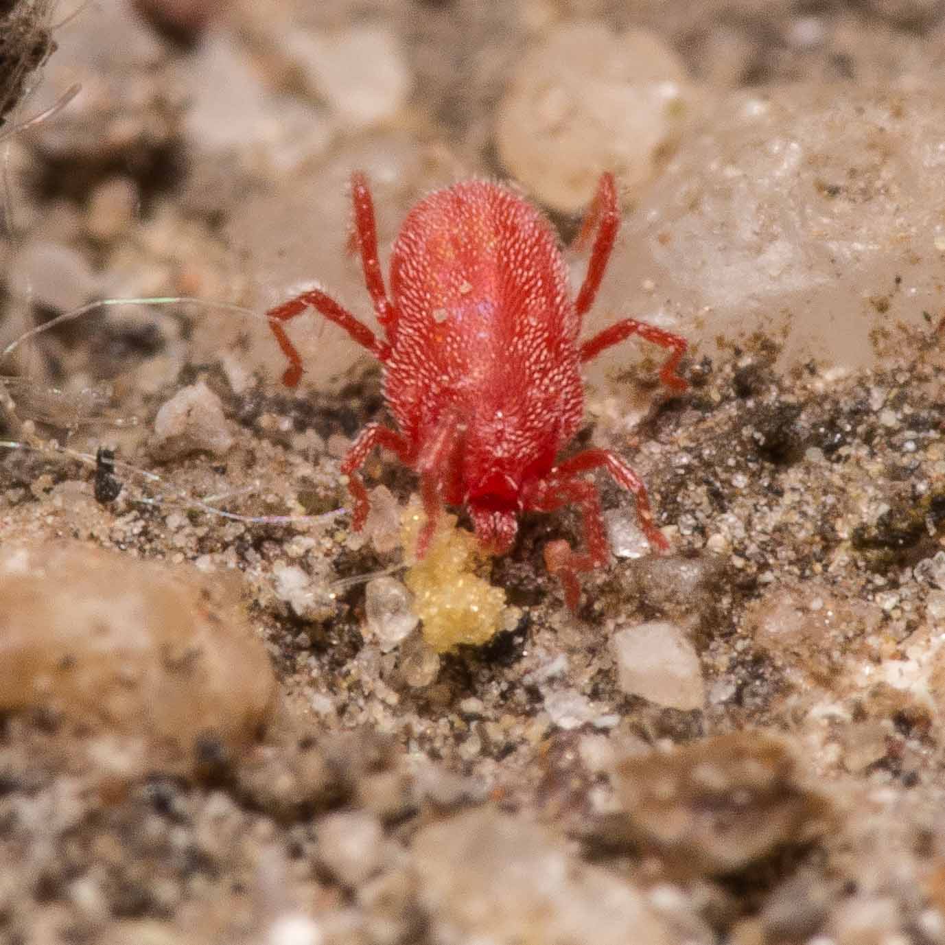 2020-04-27 - NSG Hafen Herten