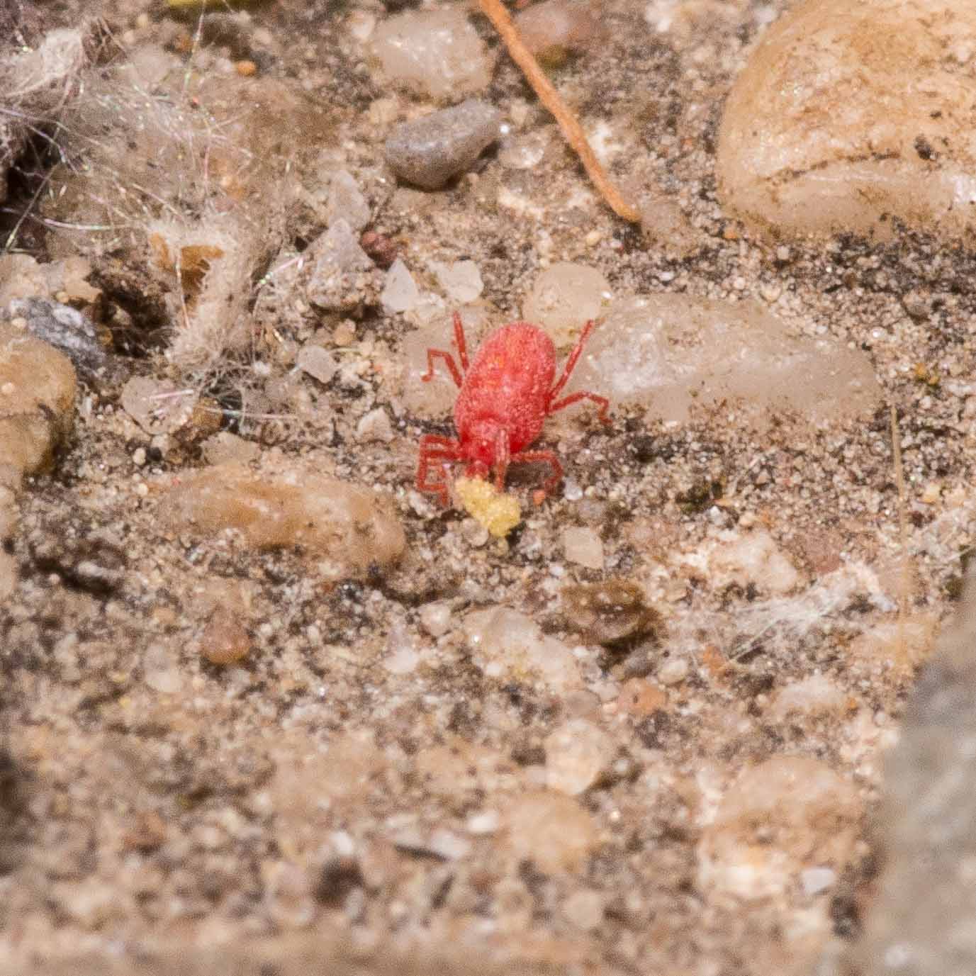 2020-04-27 - NSG Hafen Herten