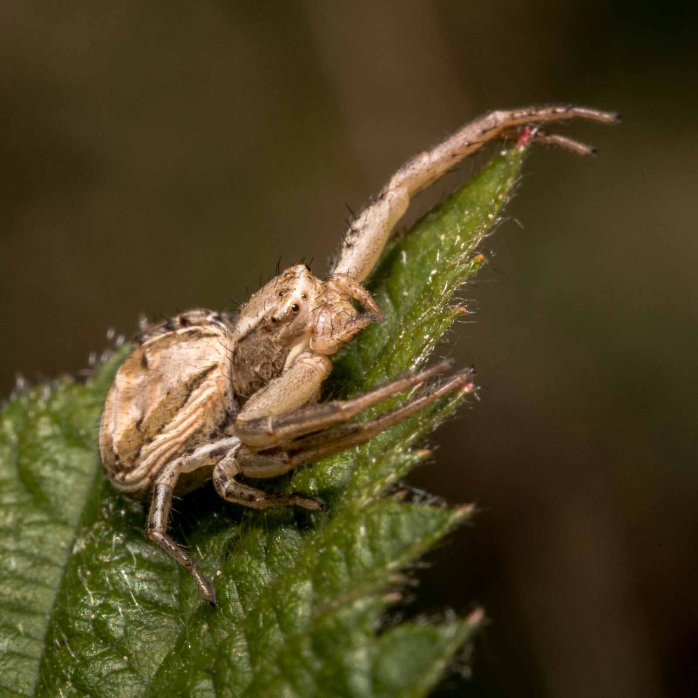 2020-04-27 - NSG Hafen Herten