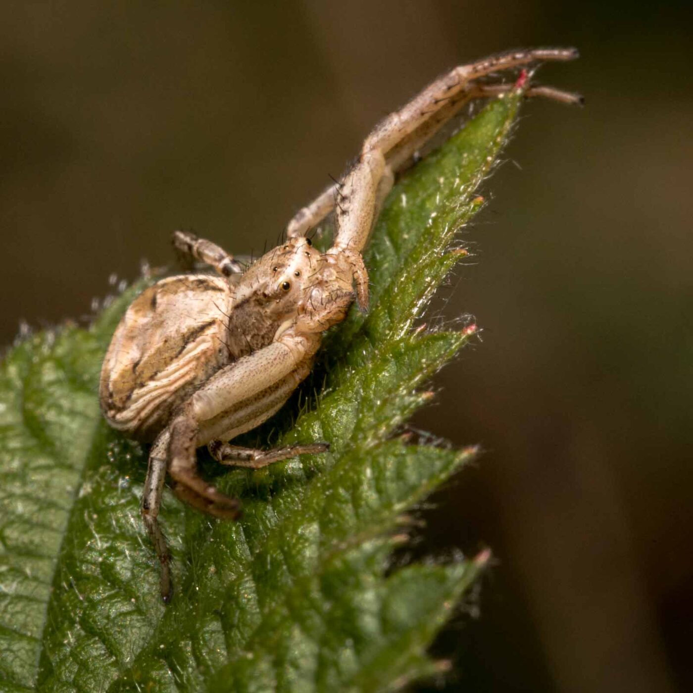 2020-04-27 - NSG Hafen Herten