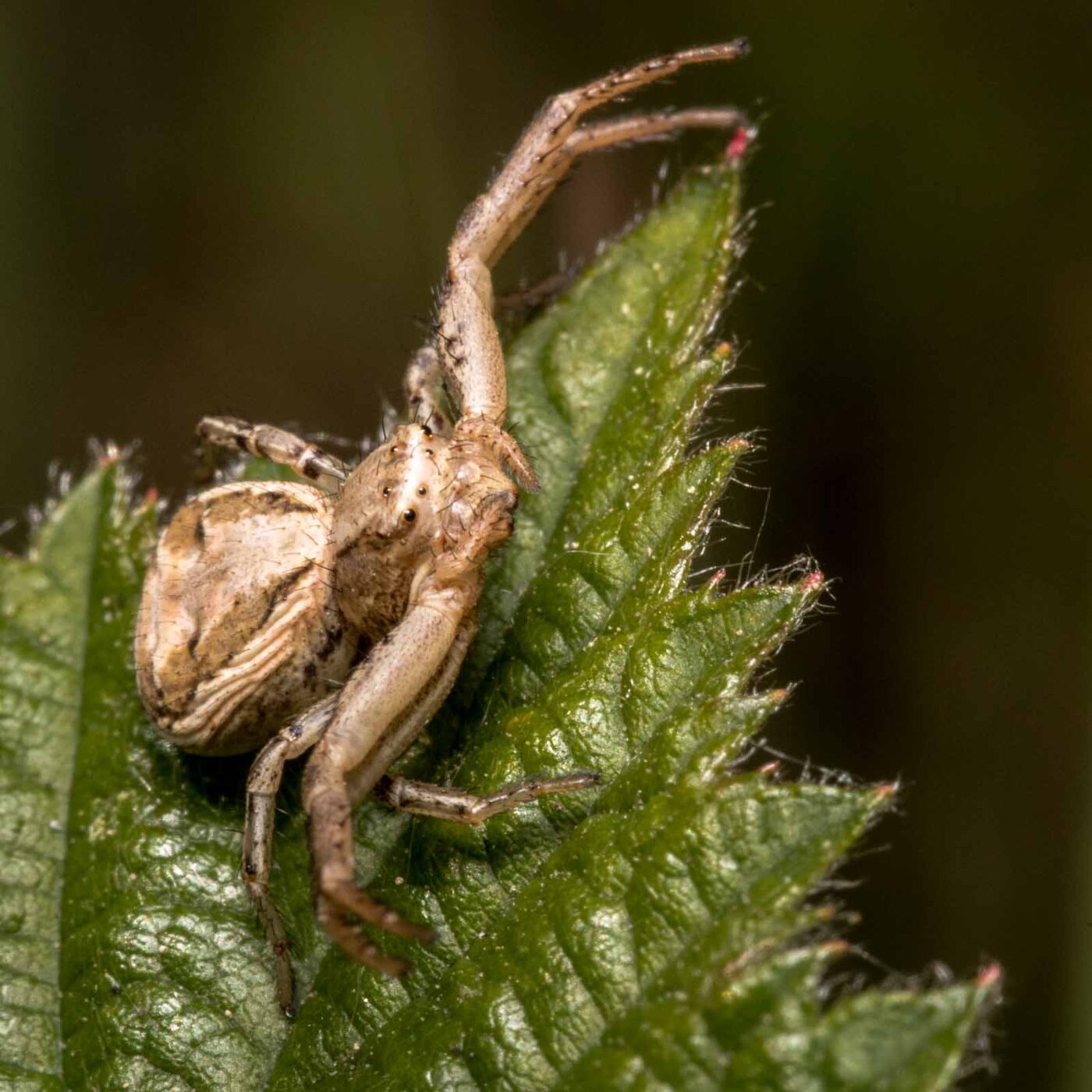 2020-04-27 - NSG Hafen Herten