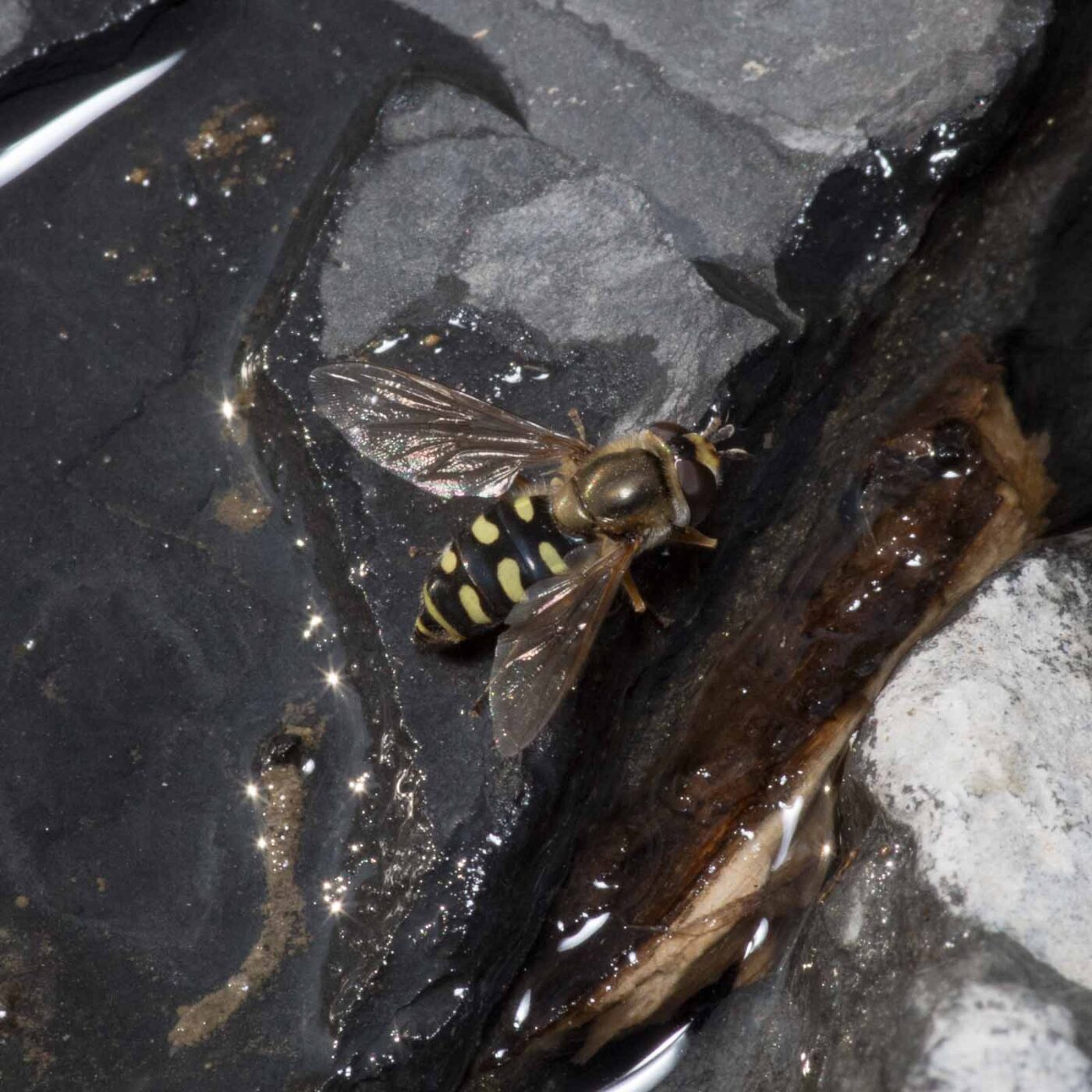 2020-04-27 - NSG Halde Pluto