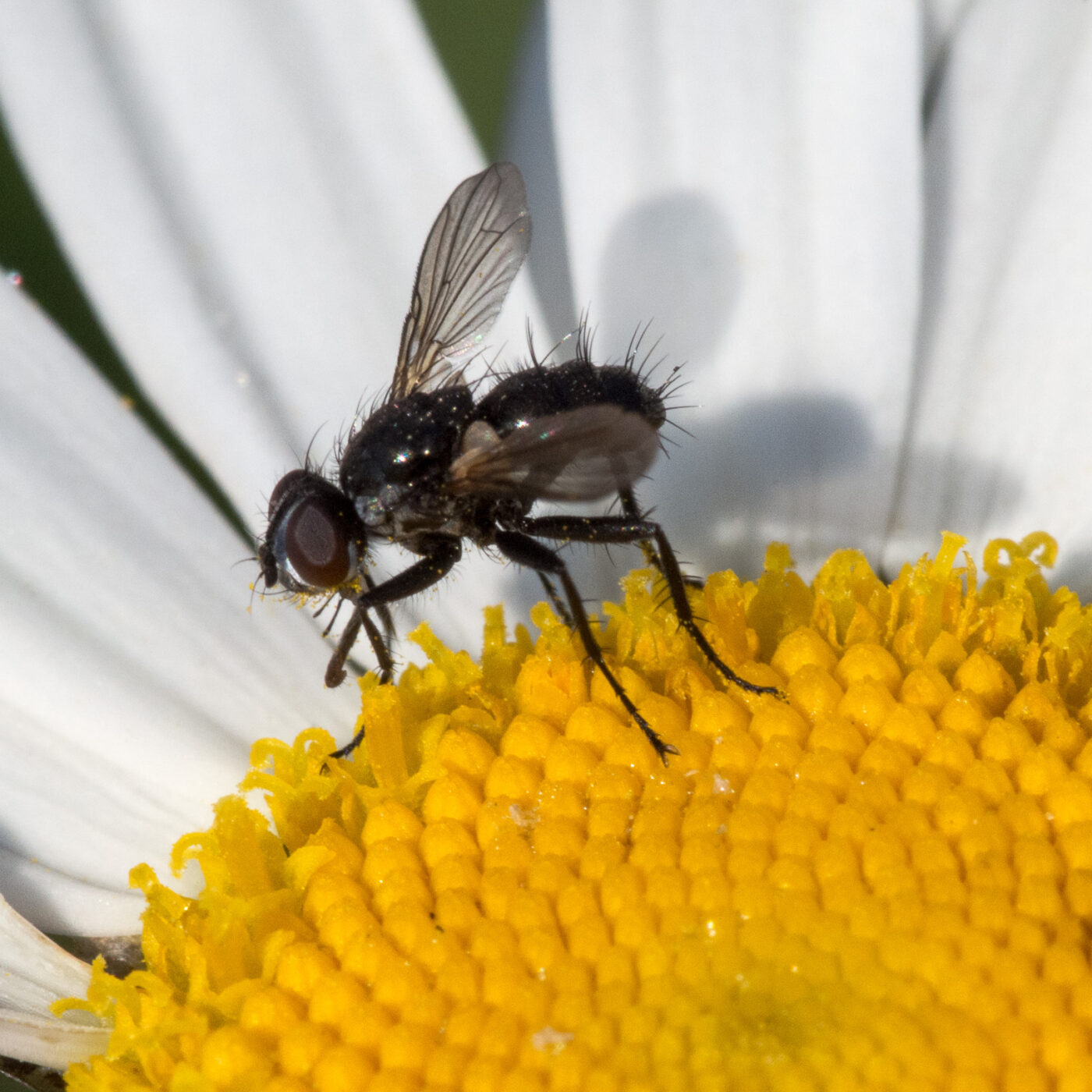 2020-04-27 - NSG Halde Pluto