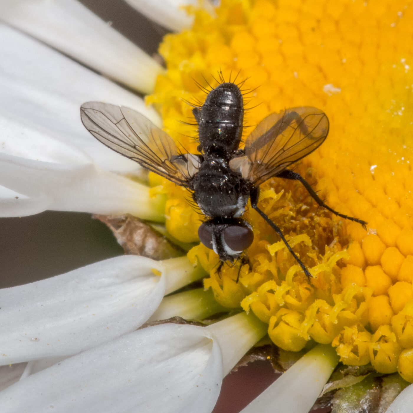 2020-04-27 - NSG Halde Pluto