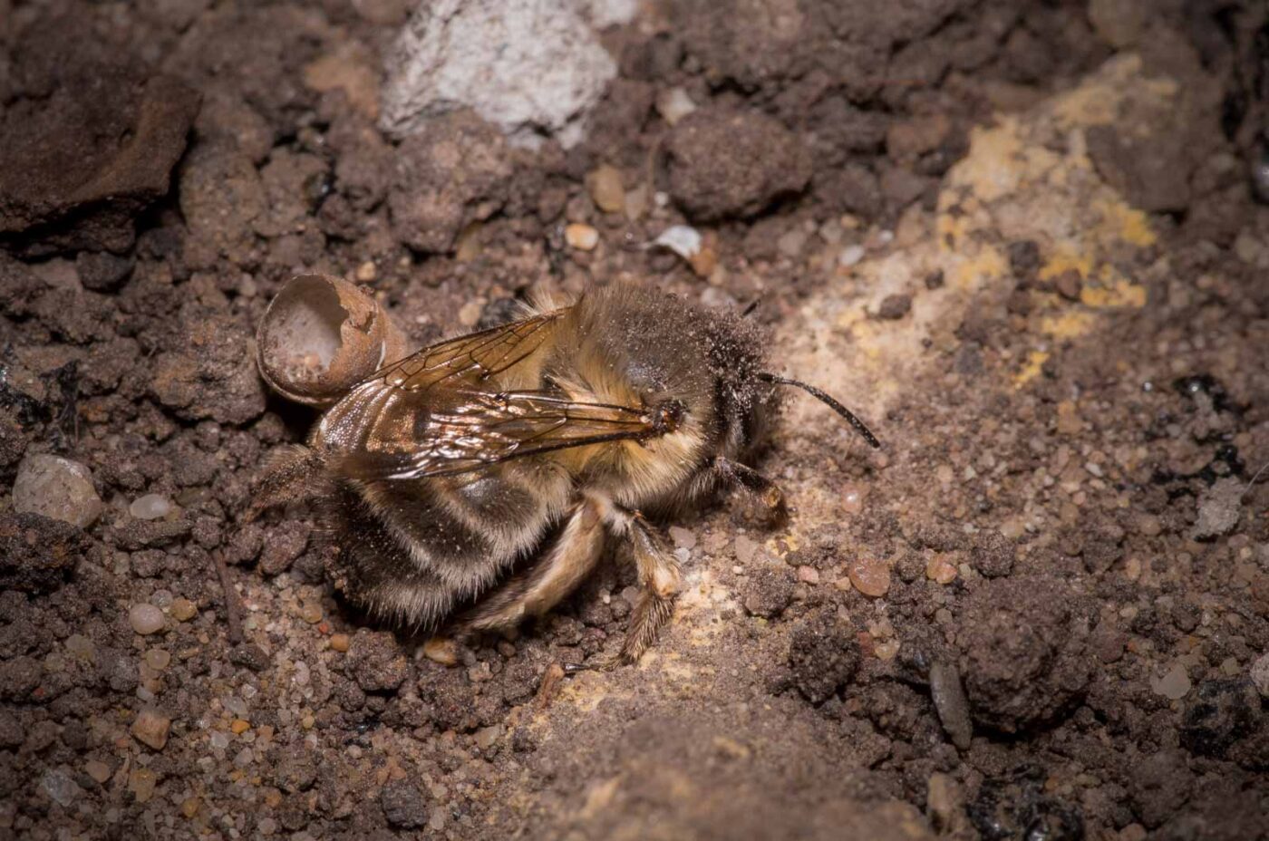 2020-04-27 - RE-Sidenzia auf'm BallKong