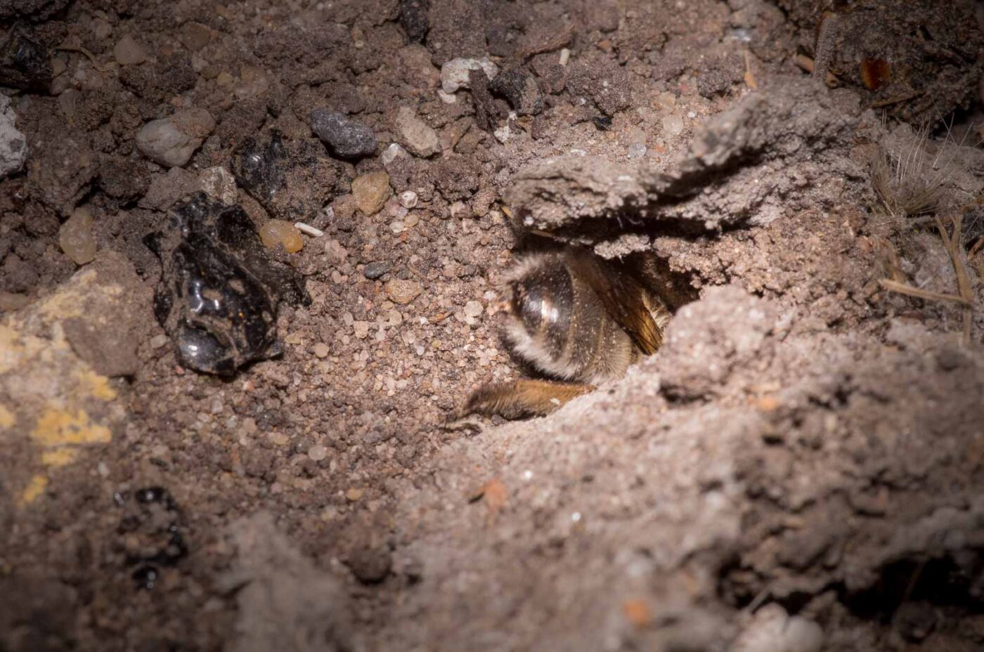 2020-04-27 - RE-Sidenzia auf'm BallKong