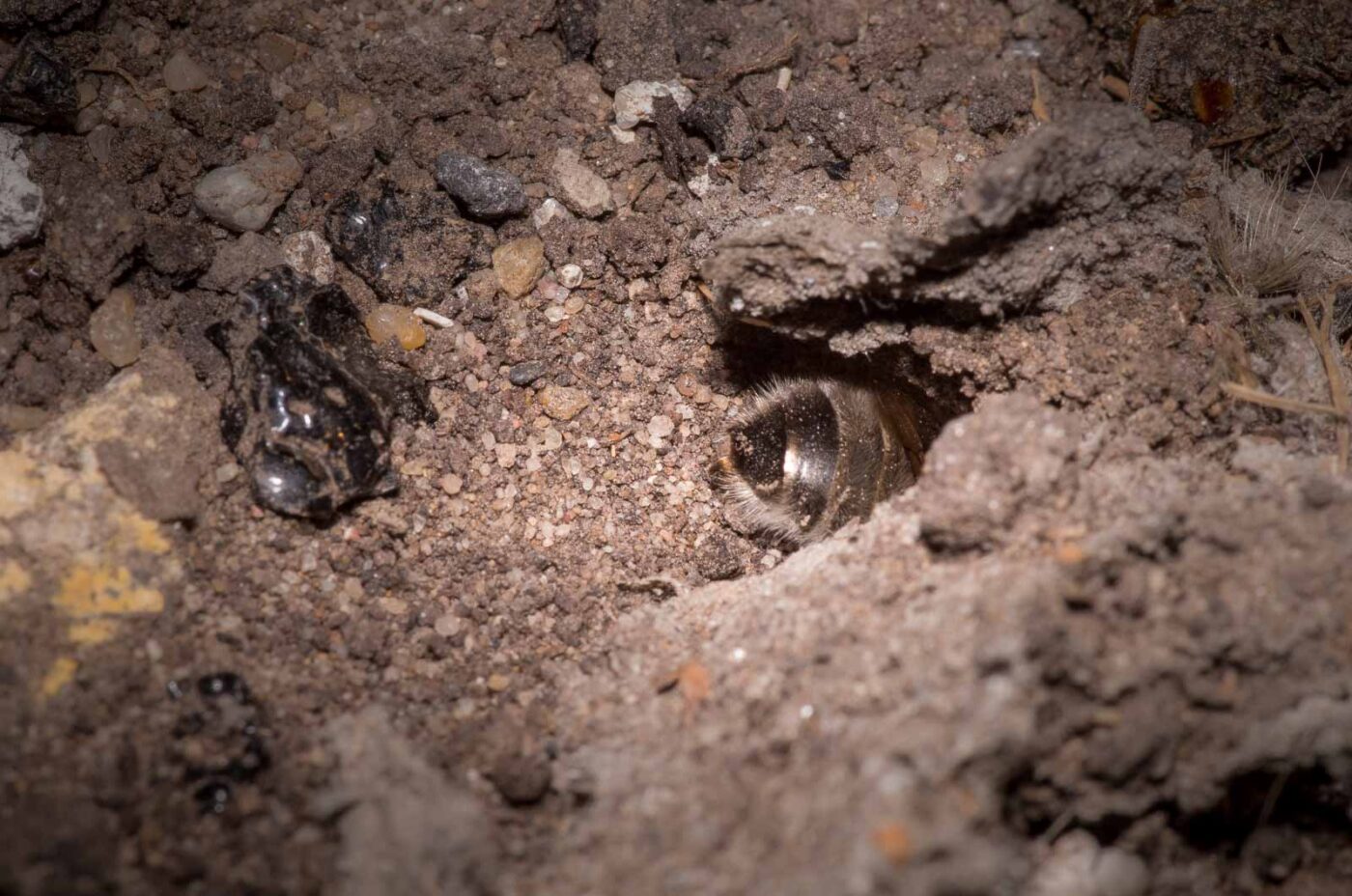 2020-04-27 - RE-Sidenzia auf'm BallKong