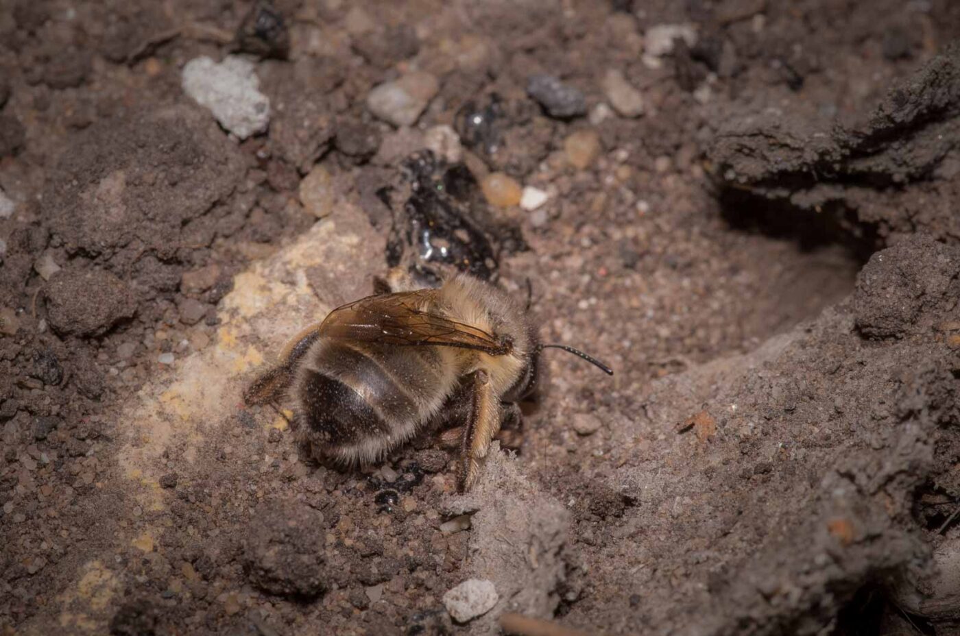 2020-04-27 - RE-Sidenzia auf'm BallKong