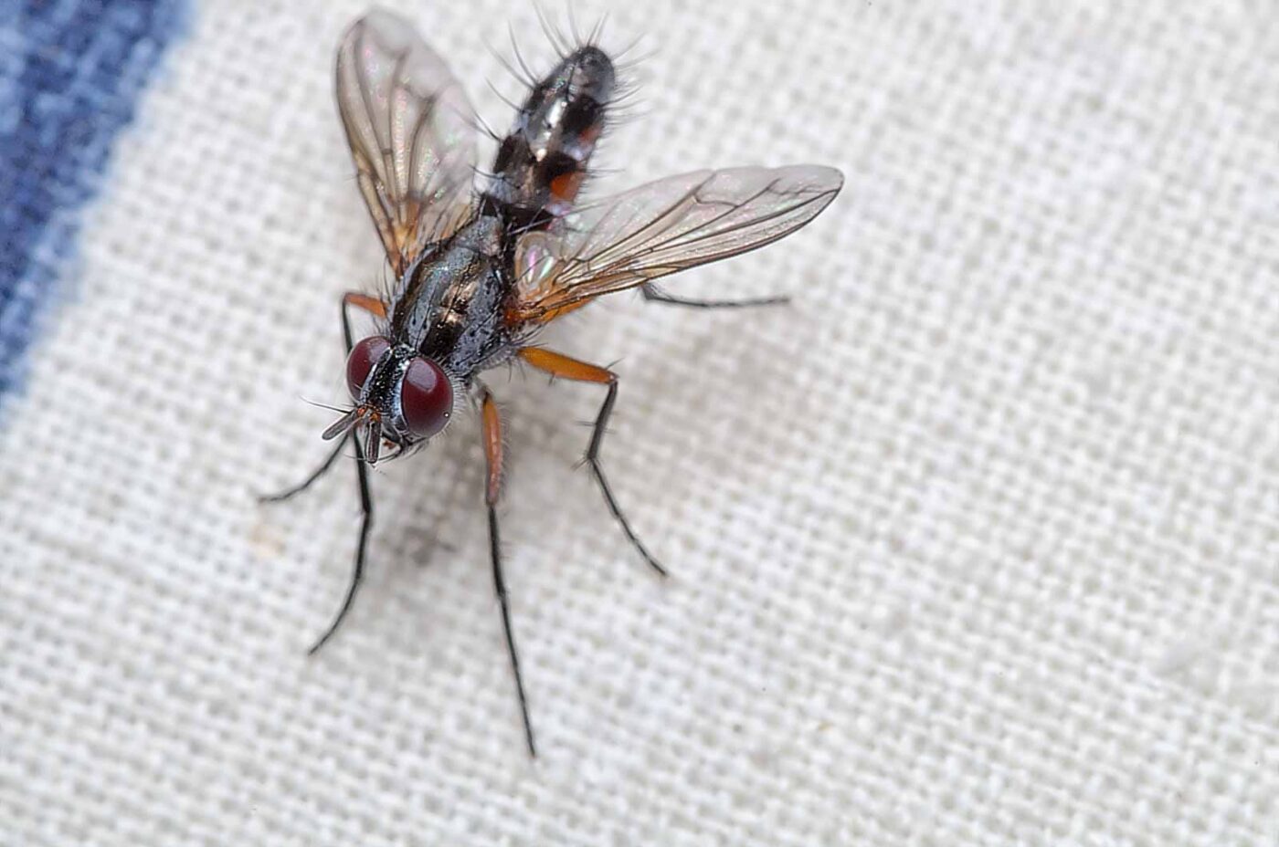 2020-04-28 - RE-Sidenzia auf'm BallKong