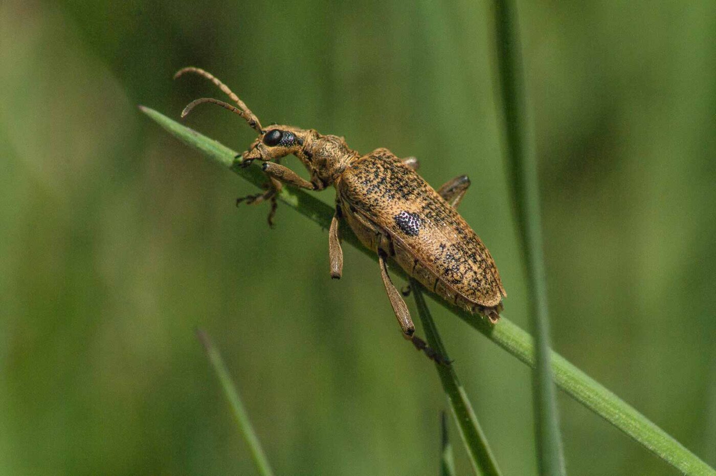 2017-04-30 - NSG Brandheide Recklinghausen