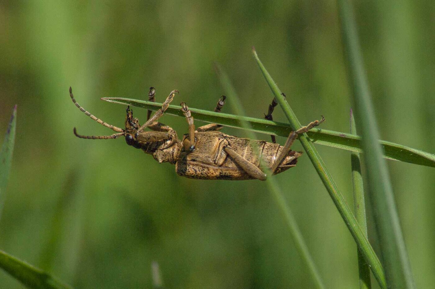 2017-04-30 - NSG Brandheide Recklinghausen