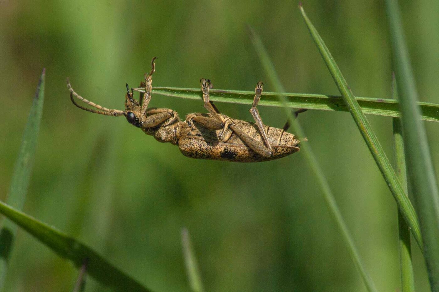 2017-04-30 - NSG Brandheide Recklinghausen
