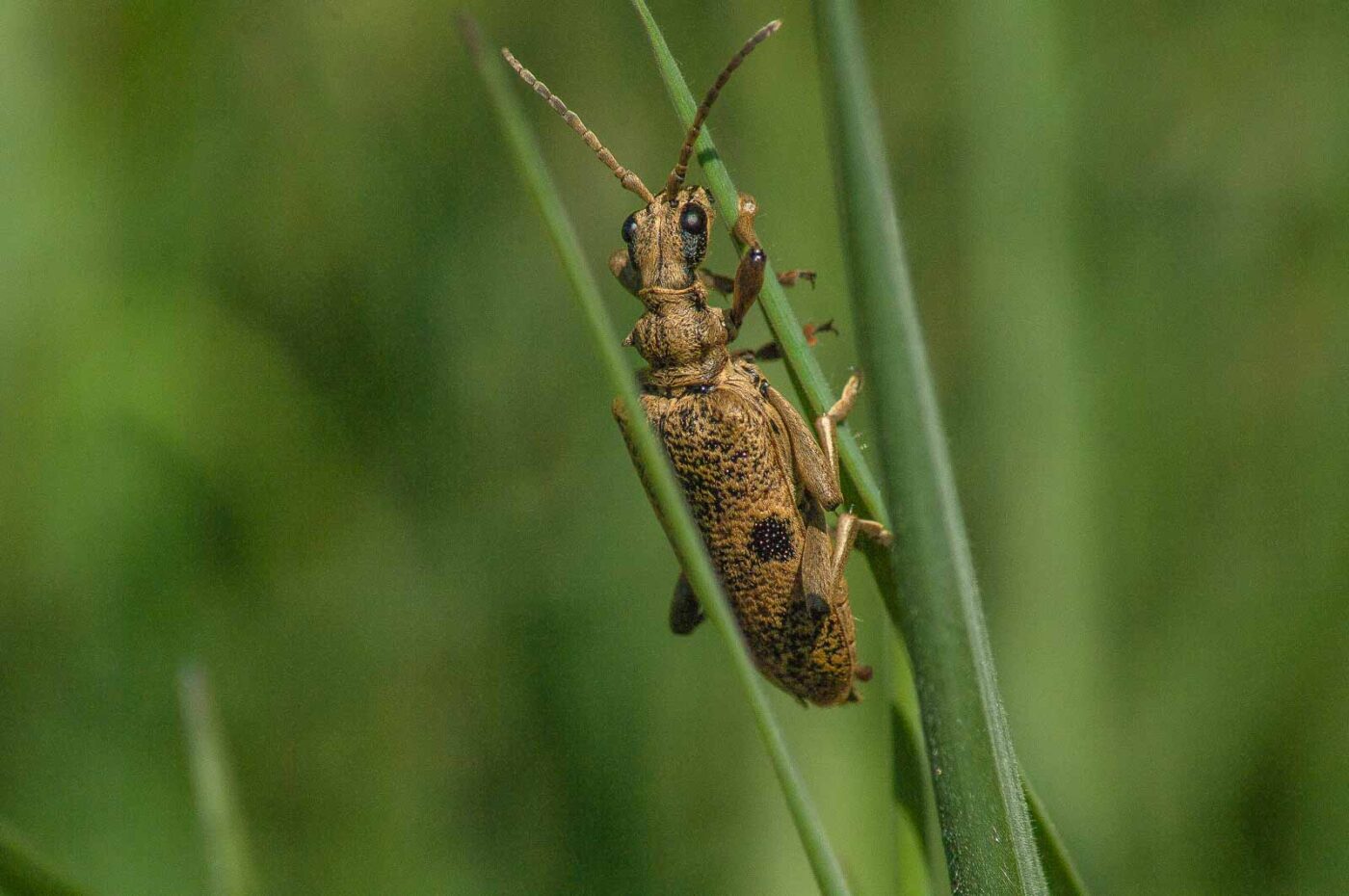 2017-04-30 - NSG Brandheide Recklinghausen