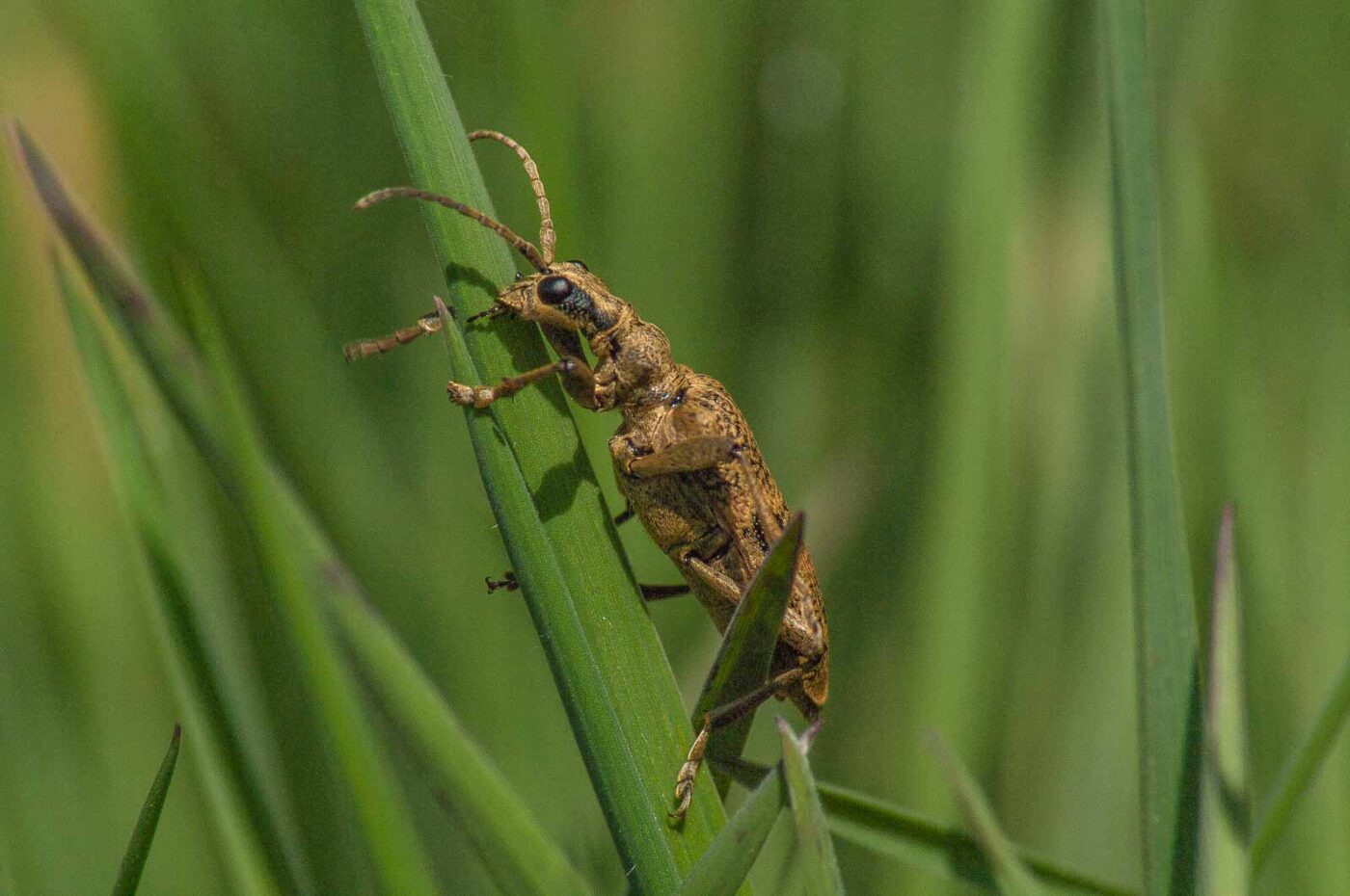 2017-04-30 - NSG Brandheide Recklinghausen