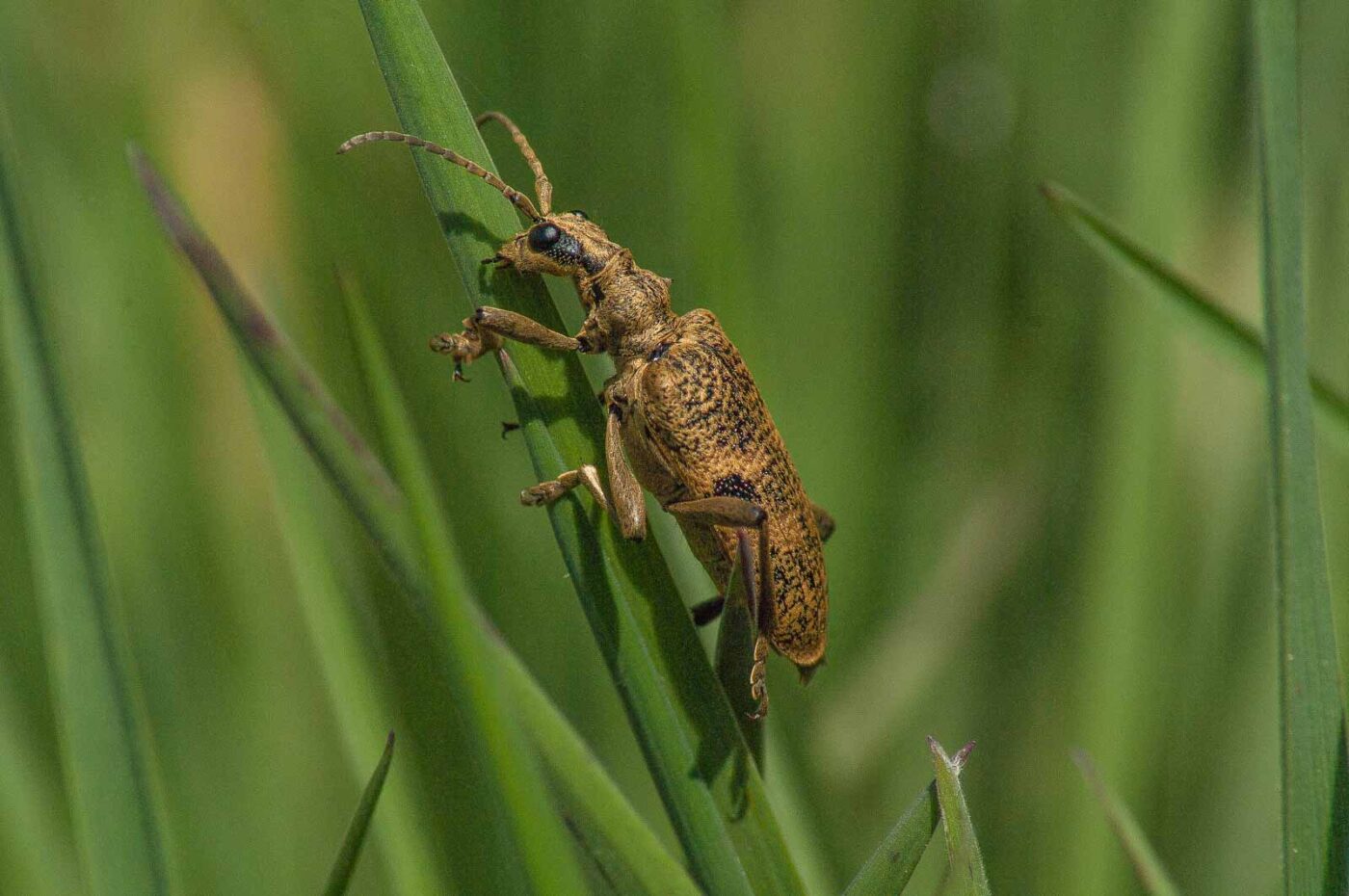 2017-04-30 - NSG Brandheide Recklinghausen