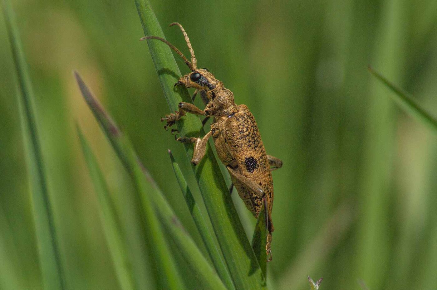 2017-04-30 - NSG Brandheide Recklinghausen
