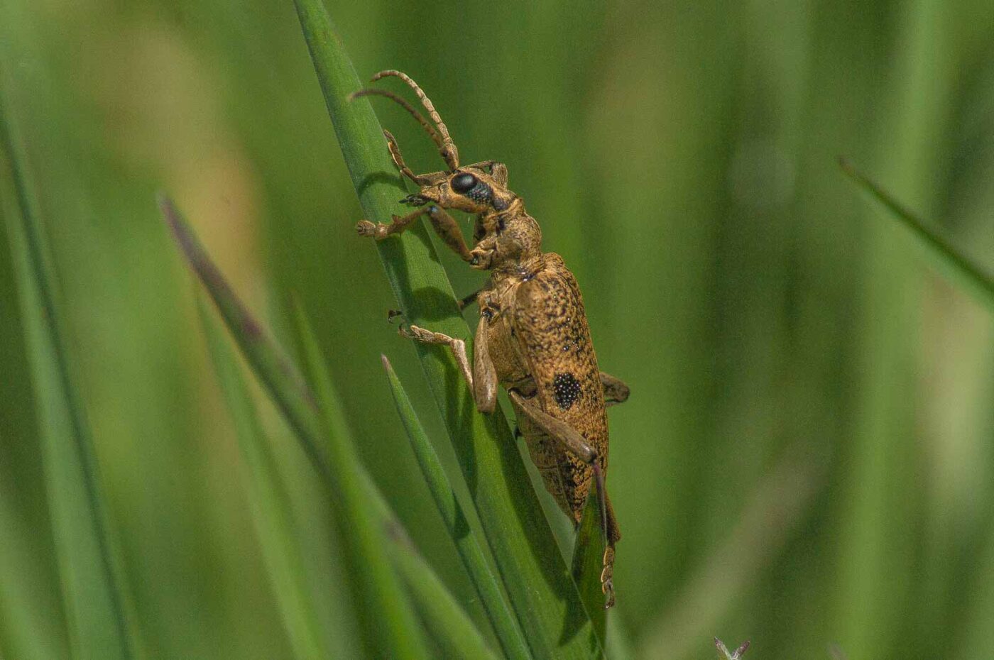 2017-04-30 - NSG Brandheide Recklinghausen
