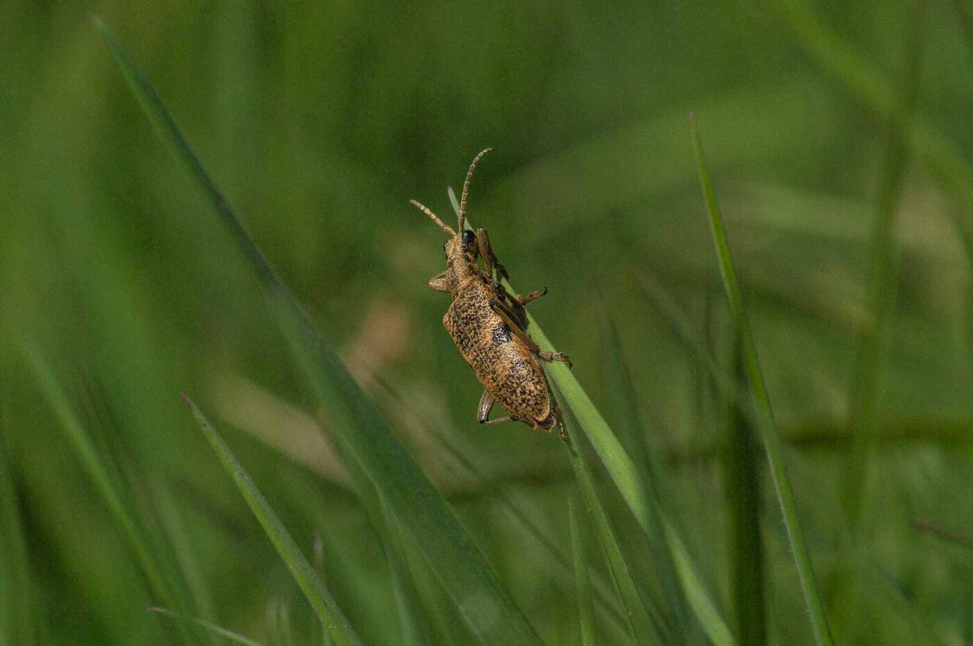 2017-04-30 - NSG Brandheide Recklinghausen