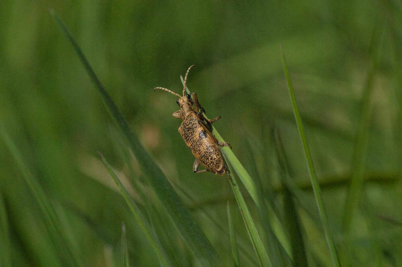 2017-04-30 - NSG Brandheide Recklinghausen