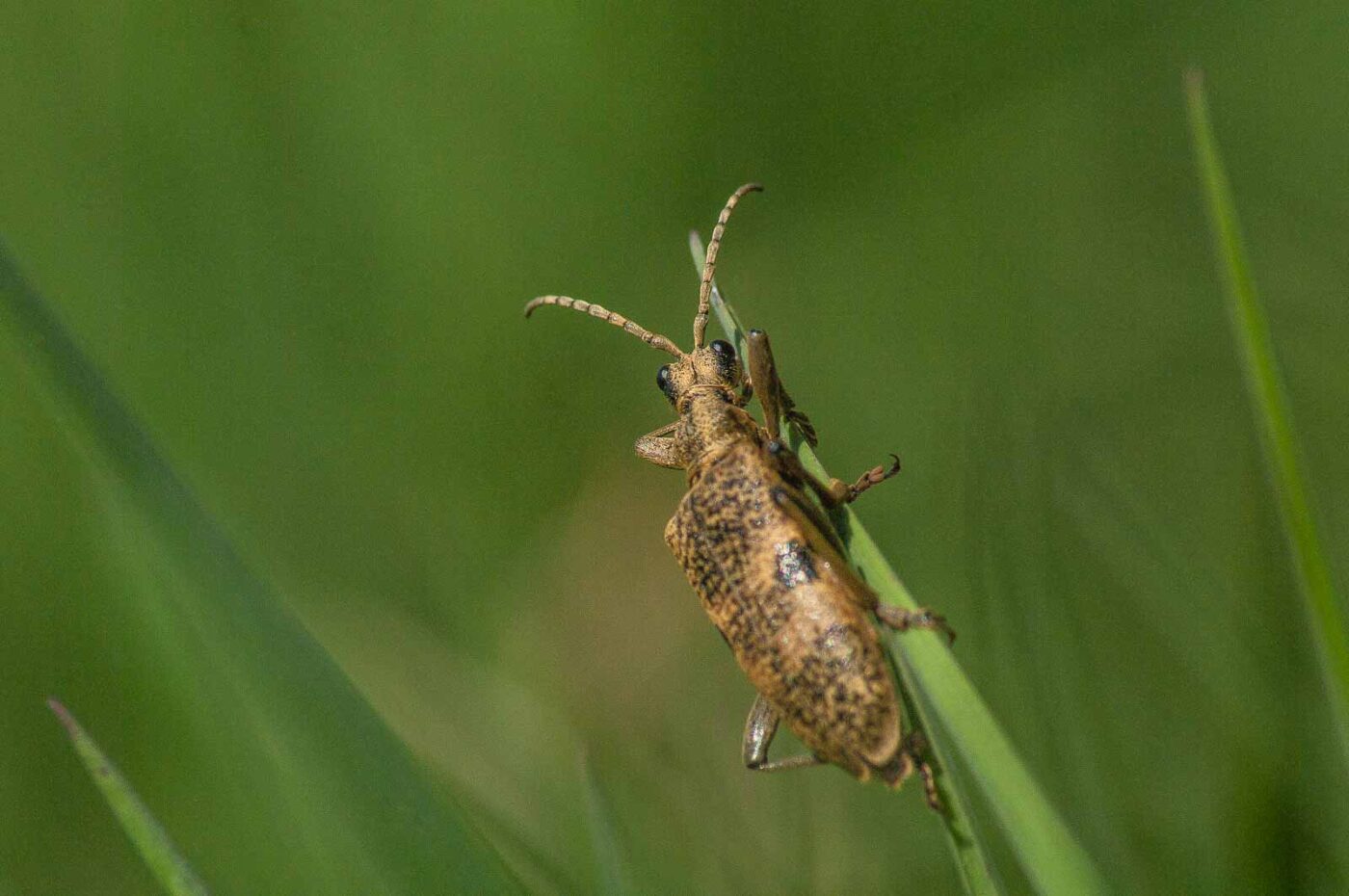 2017-04-30 - NSG Brandheide Recklinghausen