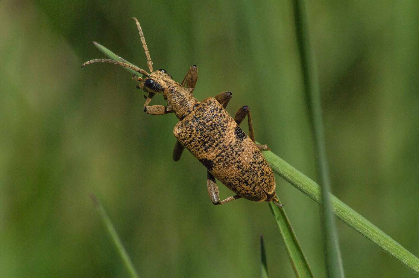2017-04-30 - NSG Brandheide Recklinghausen
