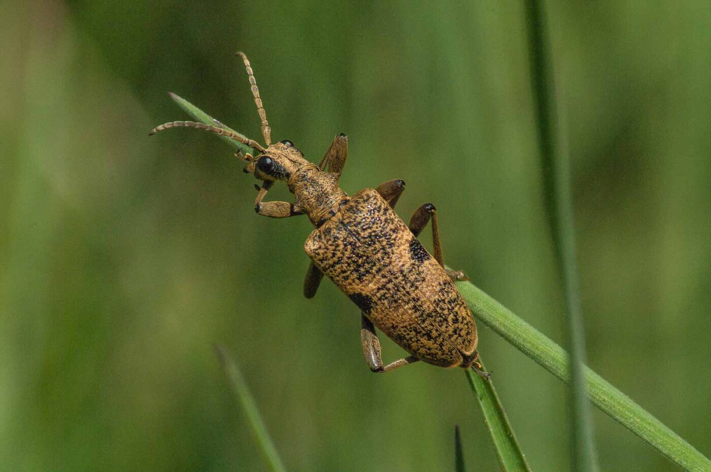 2017-04-30 - NSG Brandheide Recklinghausen