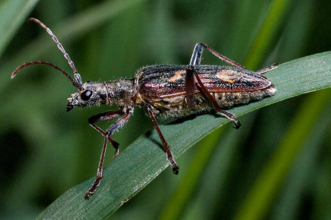 2018-05-05 - NSG Lippewiesen Haltern