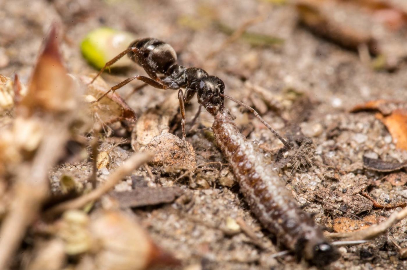2020-04-23 - NSG Resser Wald und Emscherbruch