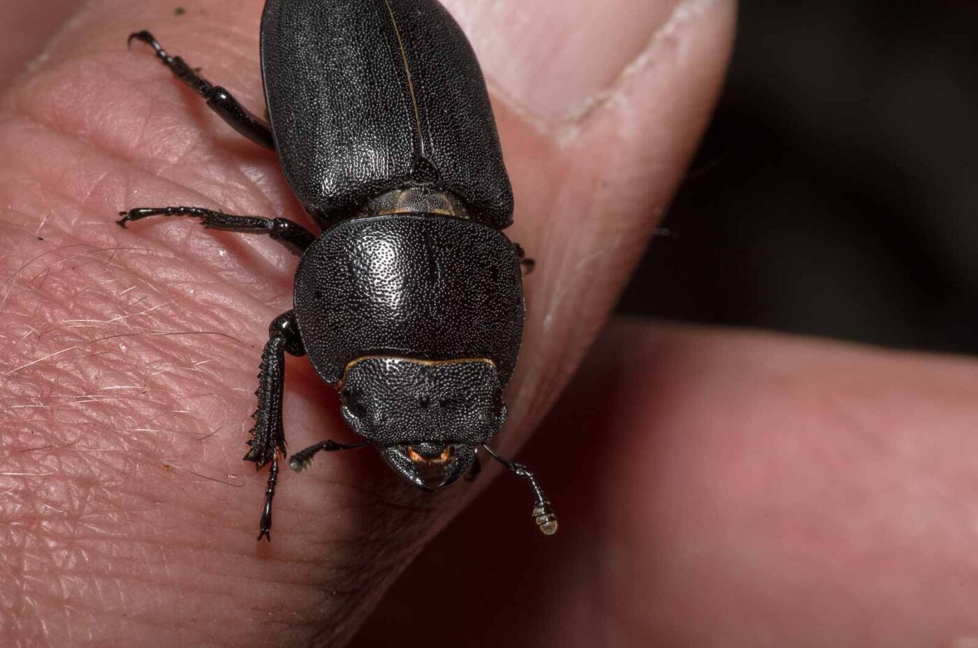 2020-04-23 - NSG Resser Wald und Emscherbruch