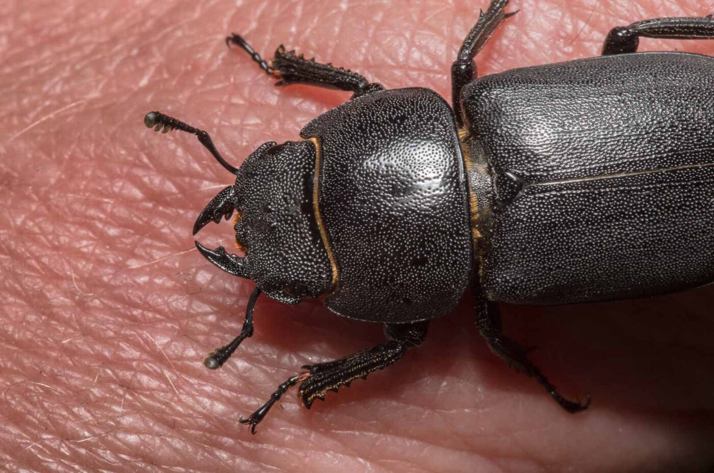 2020-04-23 - NSG Resser Wald und Emscherbruch