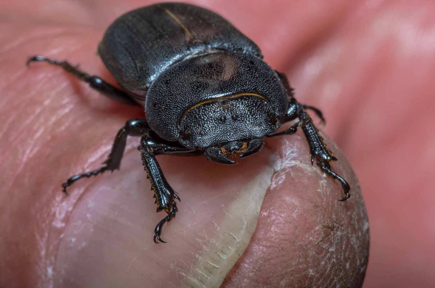 2020-04-23 - NSG Resser Wald und Emscherbruch