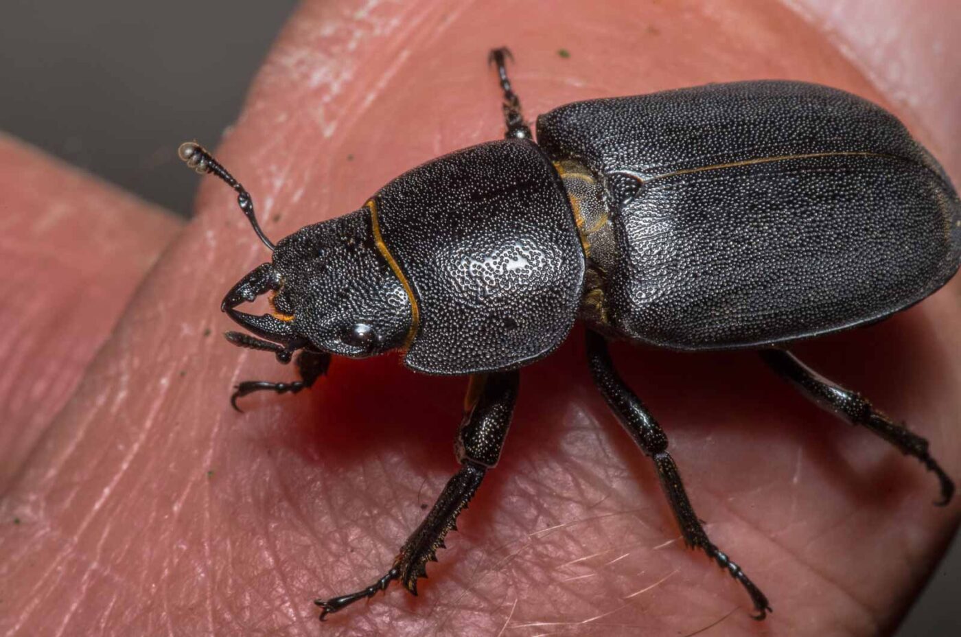 2020-04-23 - NSG Resser Wald und Emscherbruch