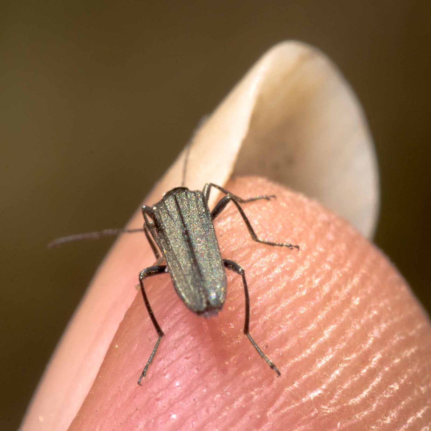 2020-04-23 - NSG Resser Wald und Emscherbruch