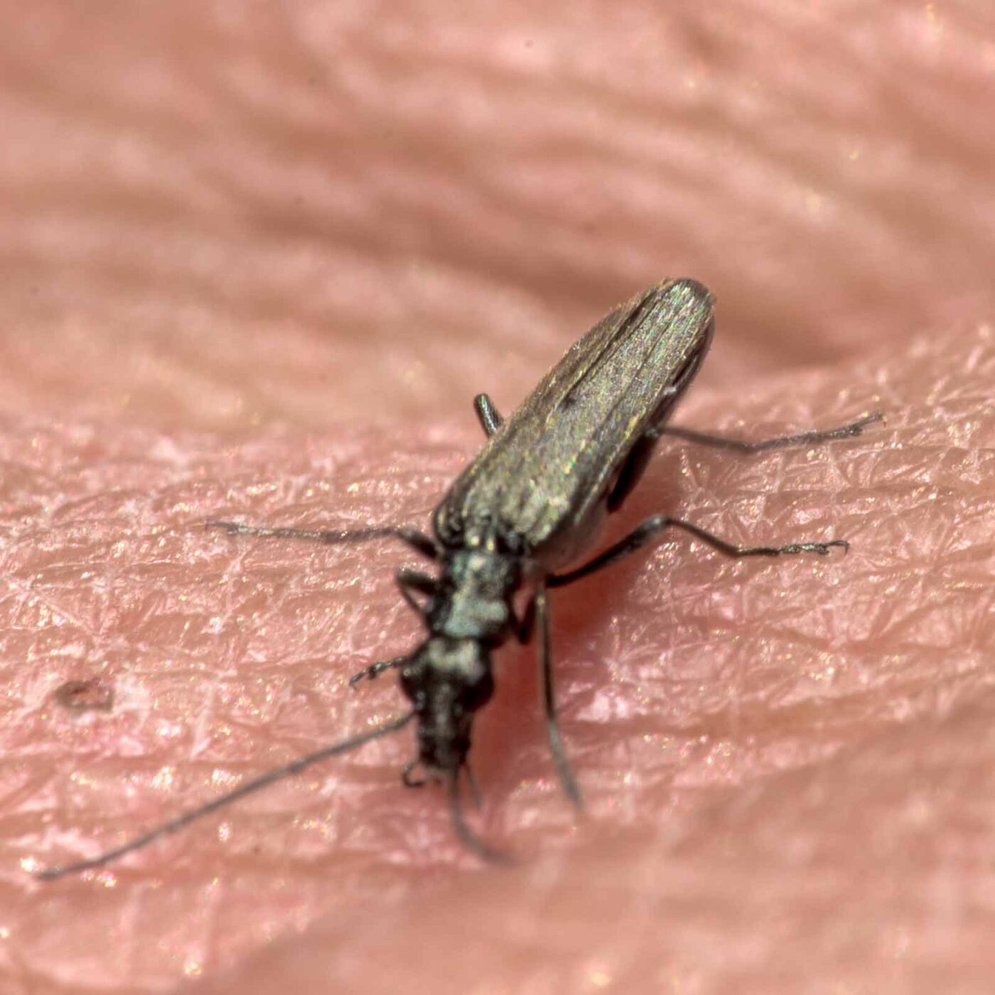 2020-04-23 - NSG Resser Wald und Emscherbruch