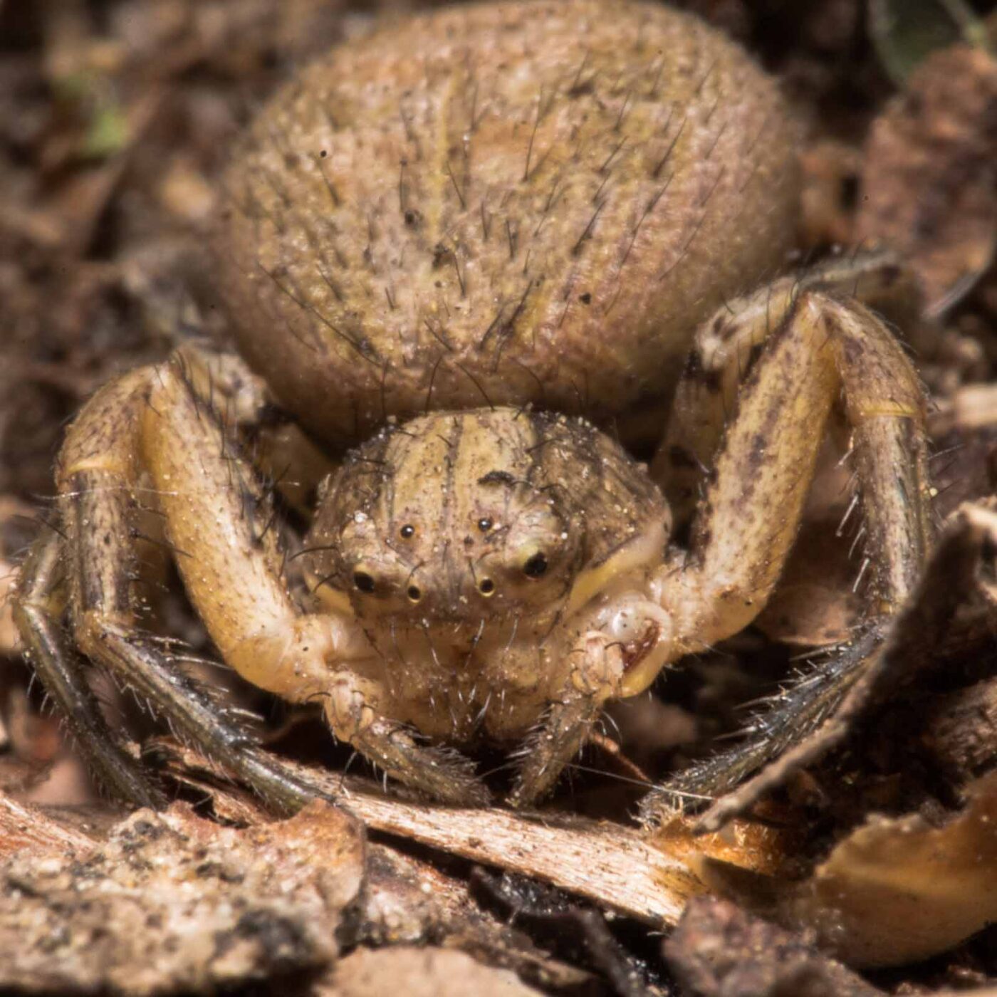 2020-04-23 - NSG Resser Wald und Emscherbruch